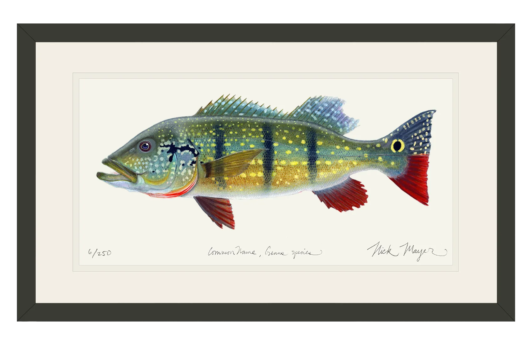 NEW! Peacock Bass Signed Print