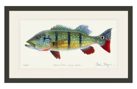 NEW! Peacock Bass Signed Print