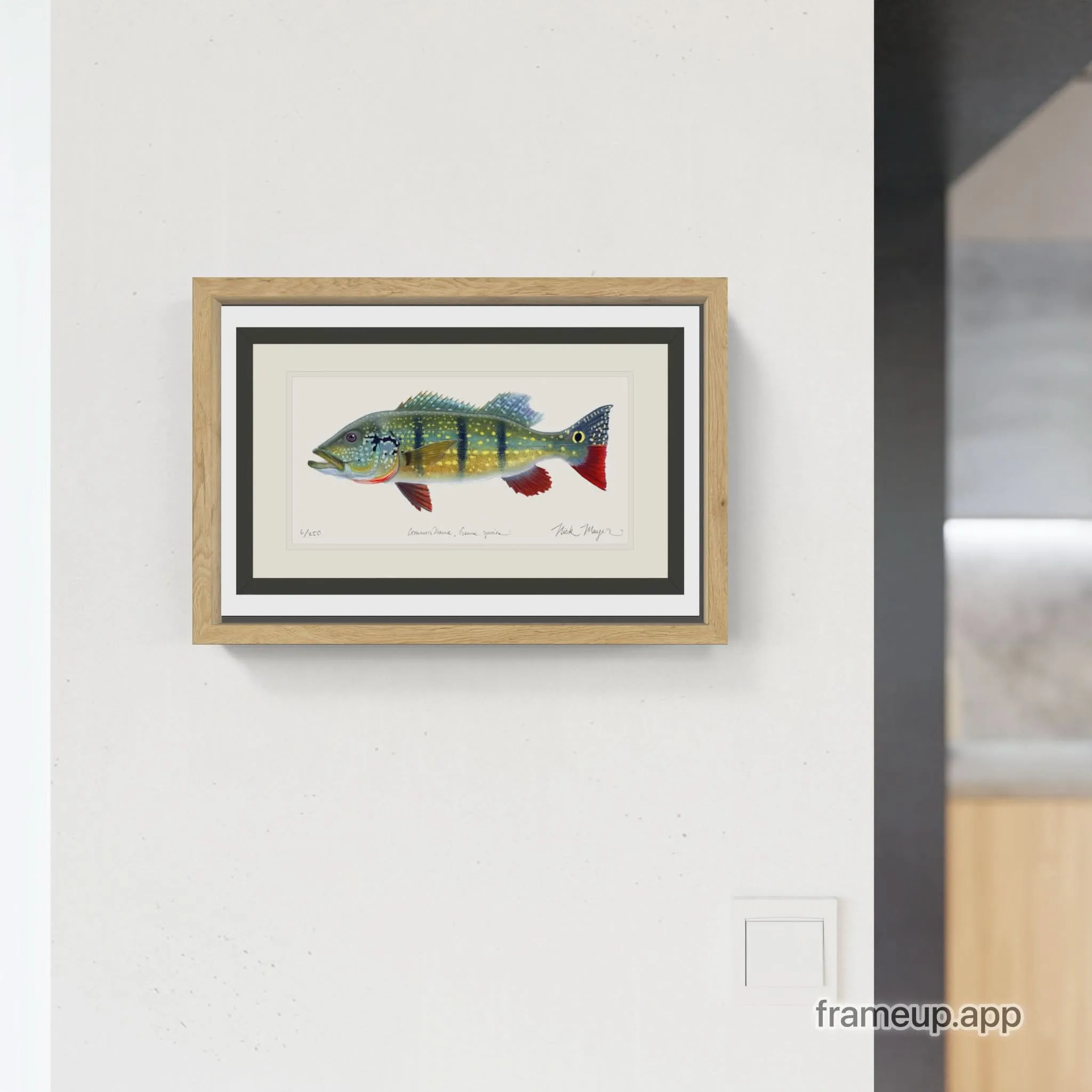 NEW! Peacock Bass Signed Print