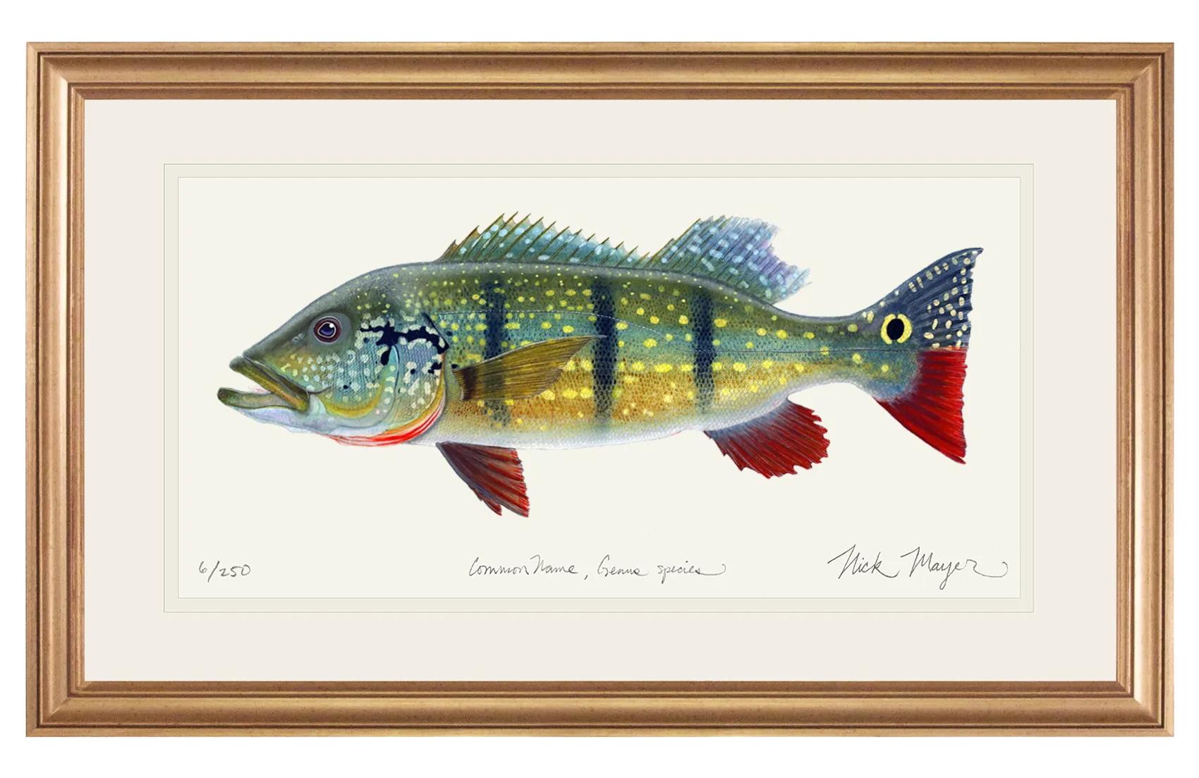 NEW! Peacock Bass Signed Print