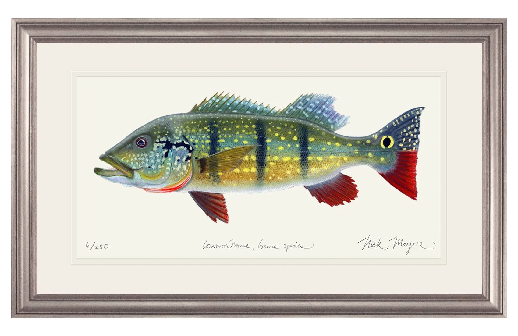 NEW! Peacock Bass Signed Print