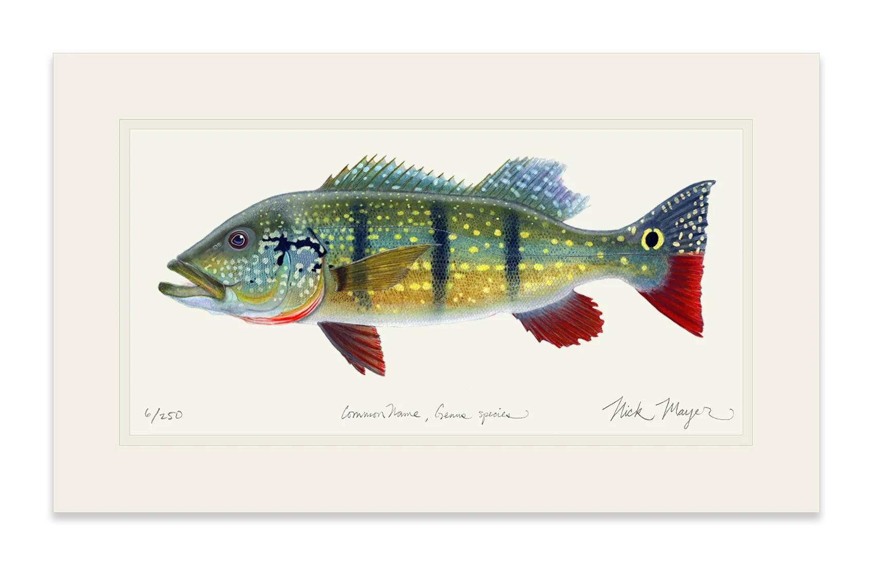 NEW! Peacock Bass Signed Print