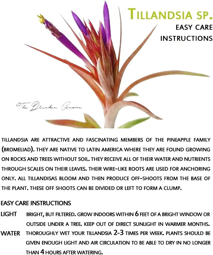 Sellers Choice - Blooming Bulbosa Belize