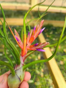 Sellers Choice - Blooming Bulbosa Belize