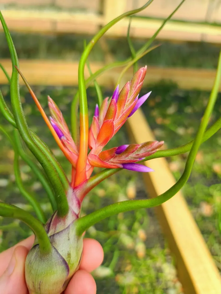 Sellers Choice - Blooming Bulbosa Belize